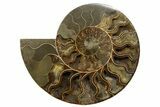Cut & Polished, Agatized Ammonite Fossil - Madagascar #317508-1